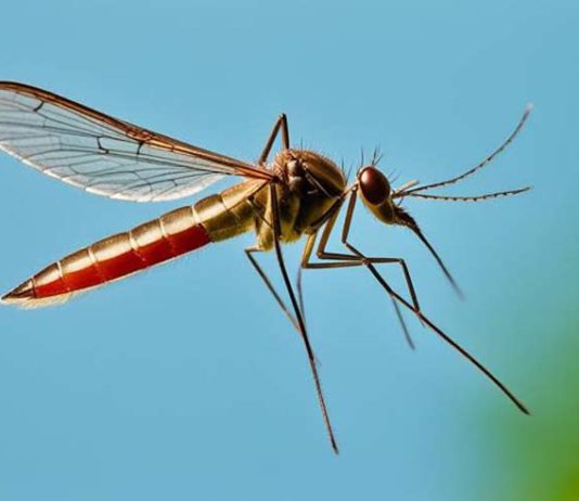 Sanidad declara área en alerta por virus del Nilo occidental el municipio jienense de Torredonjimeno